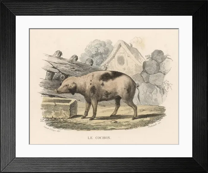 Framed Print : FRENCH PIG Framed Print : FRENCH PIG