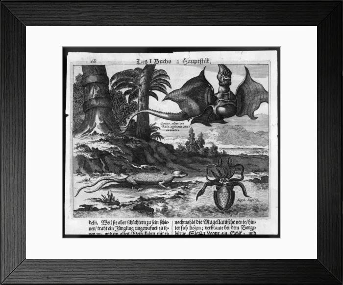 Framed Print : Dragon (De Bry) Framed Print : Dragon (De Bry)
