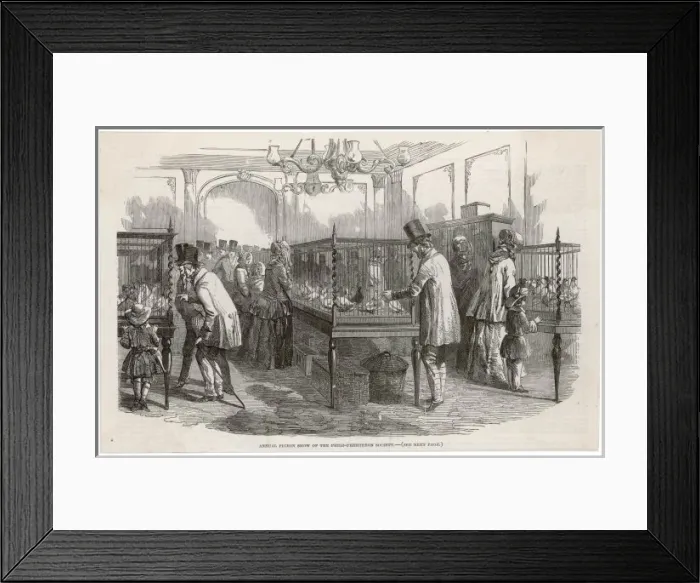 Framed Print : Pigeon Show, London Framed Print : Pigeon Show, London