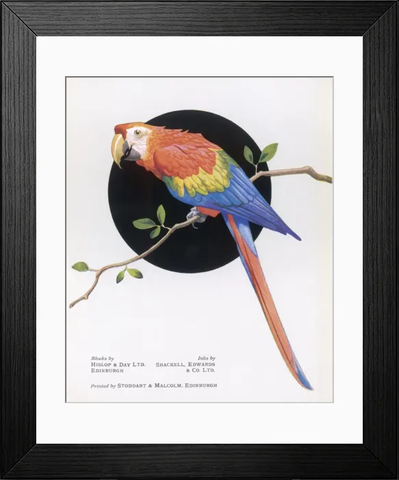 Framed Print : Bright Coloured Parrot Framed Print : Bright Coloured Parrot