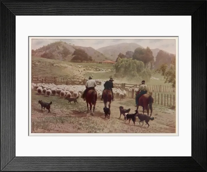 Framed Print : Nz - Driving Sheep Framed Print : Nz - Driving Sheep