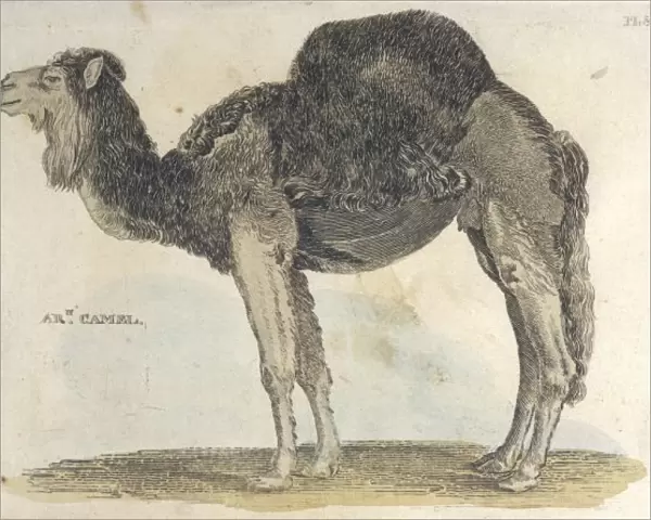 Arabian Camel 1814