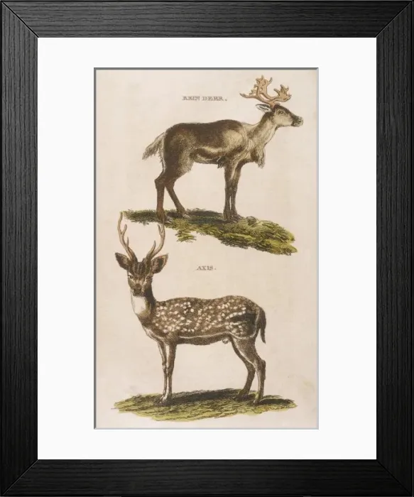 Framed Print : Reindeer Axis Deer 1814 Framed Print : Reindeer Axis Deer 1814