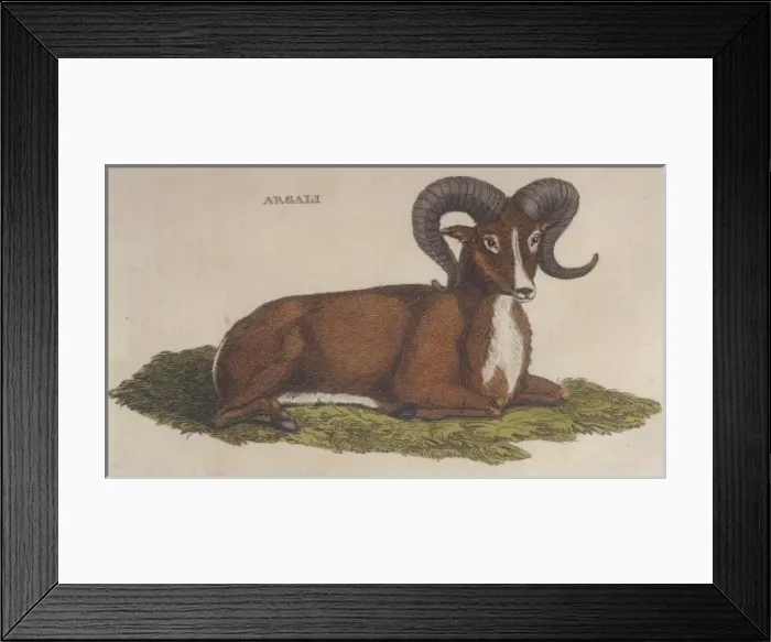 Framed Print : Argali Sheep 1814 Framed Print : Argali Sheep 1814