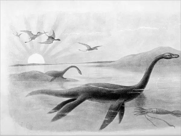 Extinct  /  Plesiosaurus
