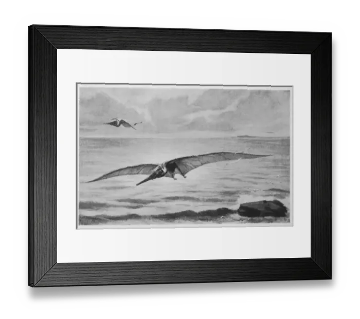 Framed Print : Pterodactyl / Pteranodon Framed Print : Pterodactyl / Pteranodon