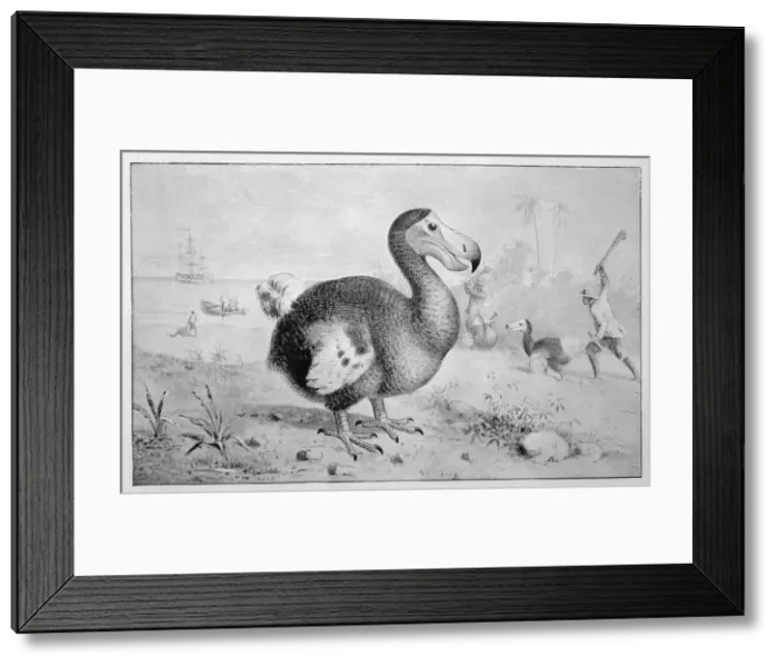 Framed Print : Animals / Extinct / Dodo Framed Print : Animals / Extinct / Dodo