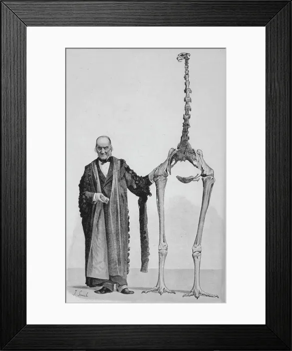 Framed Print : Dinornis Maximus Framed Print : Dinornis Maximus