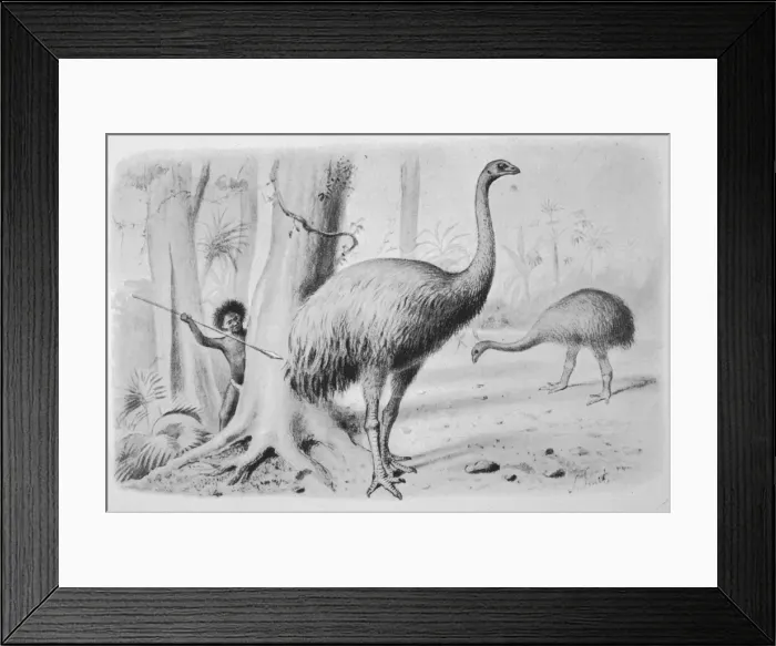 Framed Print : Dinornis Giganteus