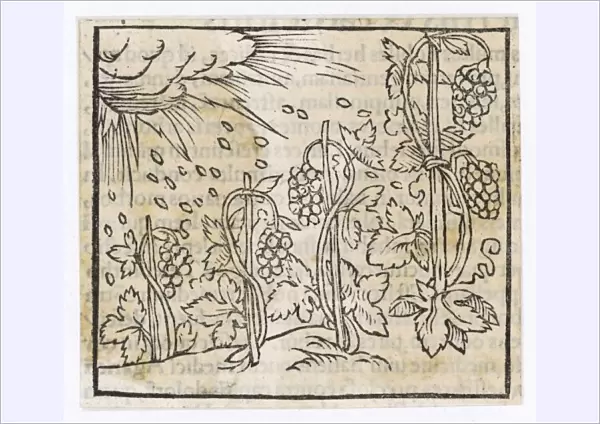 Food and Drink  /  Wine  /  1553