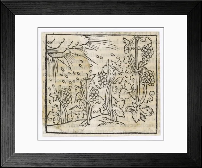 Framed Print : Food and Drink / Wine / 1553 Framed Print : Food and Drink / Wine / 1553