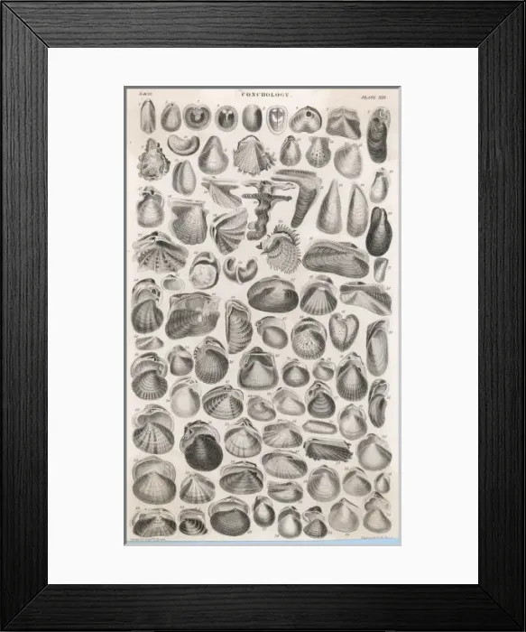 Framed Print : Shells and Bivalves Framed Print : Shells and Bivalves