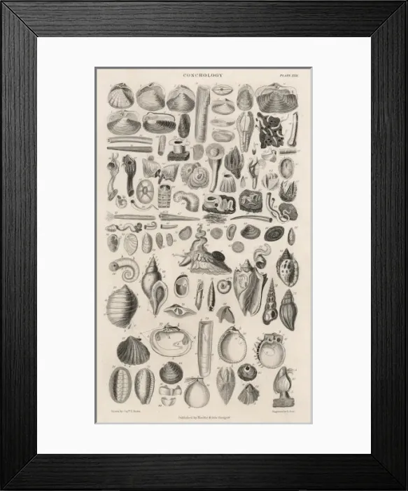 Framed Print : Variety of Sea Shells Framed Print : Variety of Sea Shells