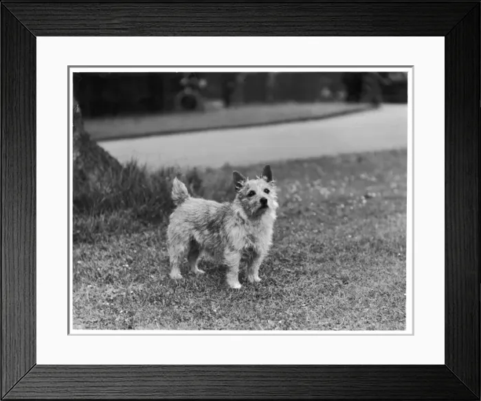 Framed Print : Miss Mannette / Terrier Framed Print : Miss Mannette / Terrier
