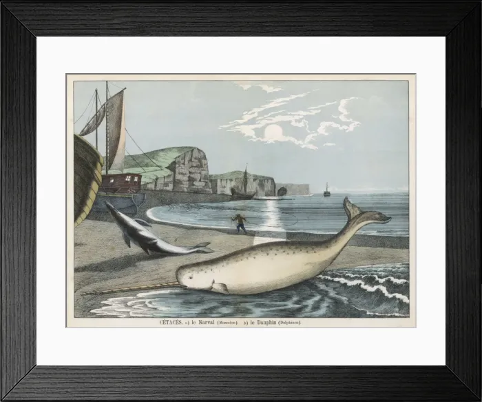 Framed Print : NARWHAL. A narwhal (monodon) on the shore : behind it is a dolphin (delphinus)