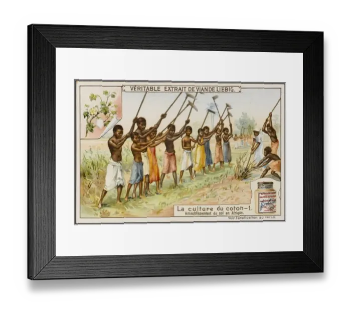 Framed Print : Liebig / Cotton 1 Framed Print : Liebig / Cotton 1