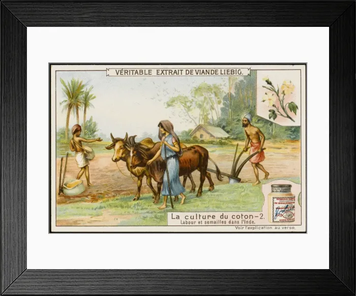 Framed Print : Liebig / Cotton 2 Framed Print : Liebig / Cotton 2
