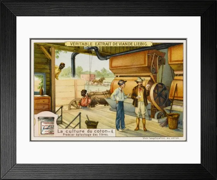 Framed Print : Liebig / Cotton 4 Framed Print : Liebig / Cotton 4