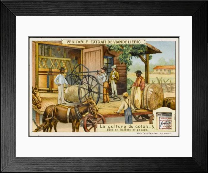 Framed Print : Liebig / Cotton 5 Framed Print : Liebig / Cotton 5