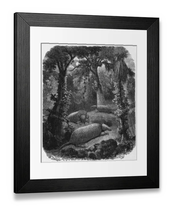 Framed Print : Armadillos Chez Eux Framed Print : Armadillos Chez Eux