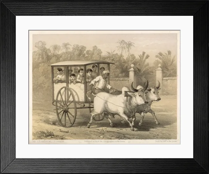 Framed Print : Bullock Cart Framed Print : Bullock Cart