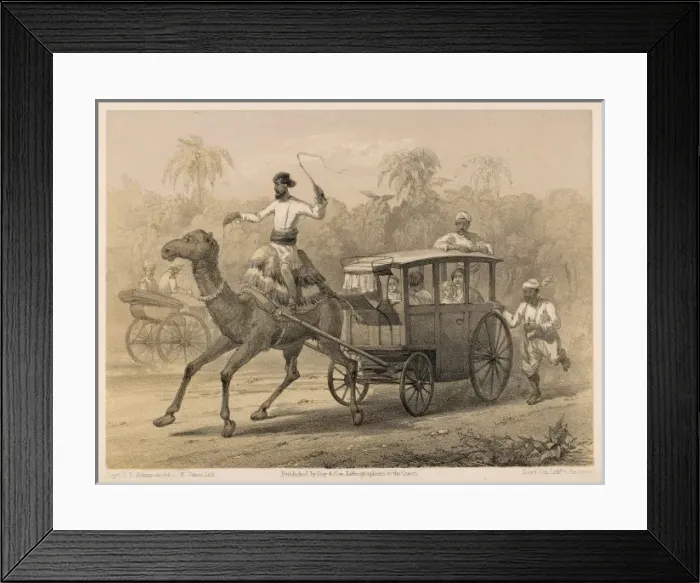 Framed Print : Indian Camel Cart Framed Print : Indian Camel Cart