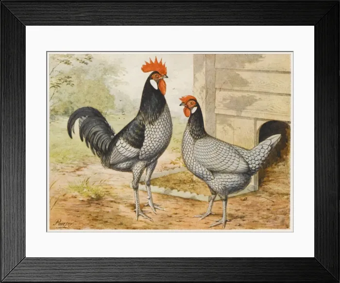 Framed Print : Andalusian Cock & Hen Framed Print : Andalusian Cock & Hen