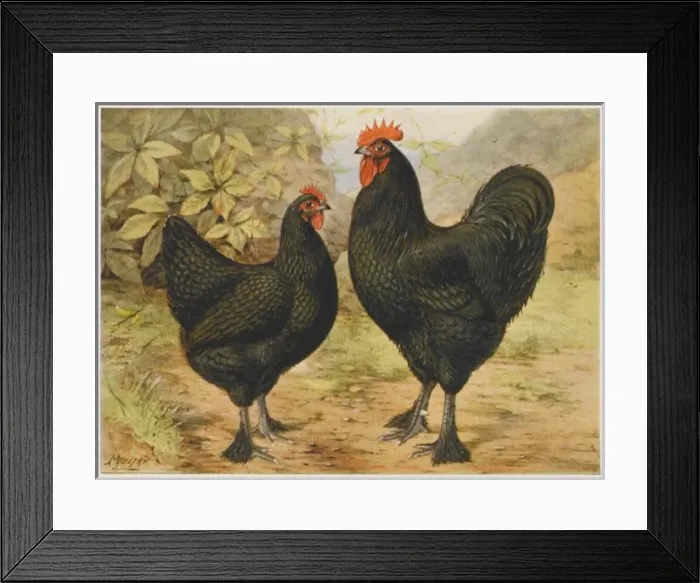 Framed Print : Croad Langshan Framed Print : Croad Langshan