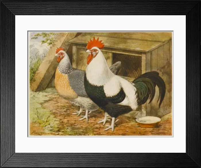 Framed Print : Dorking Cock and Hen Framed Print : Dorking Cock and Hen