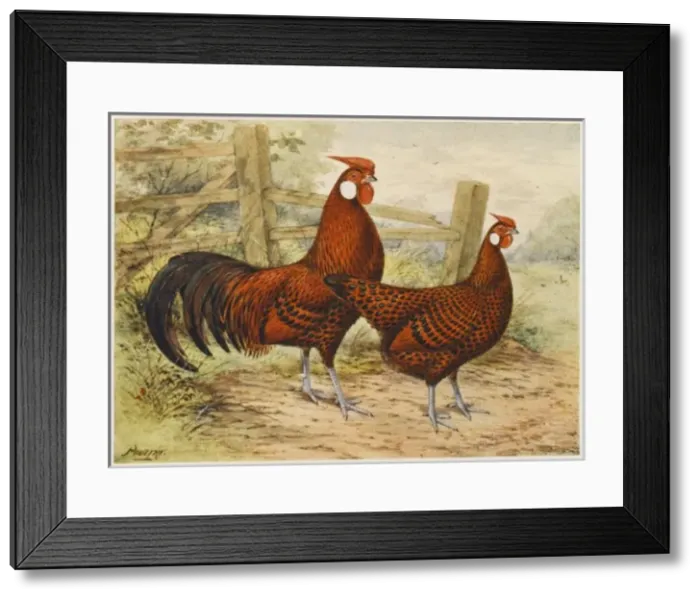Framed Print : Hamburgh Cock & Hen Framed Print : Hamburgh Cock & Hen