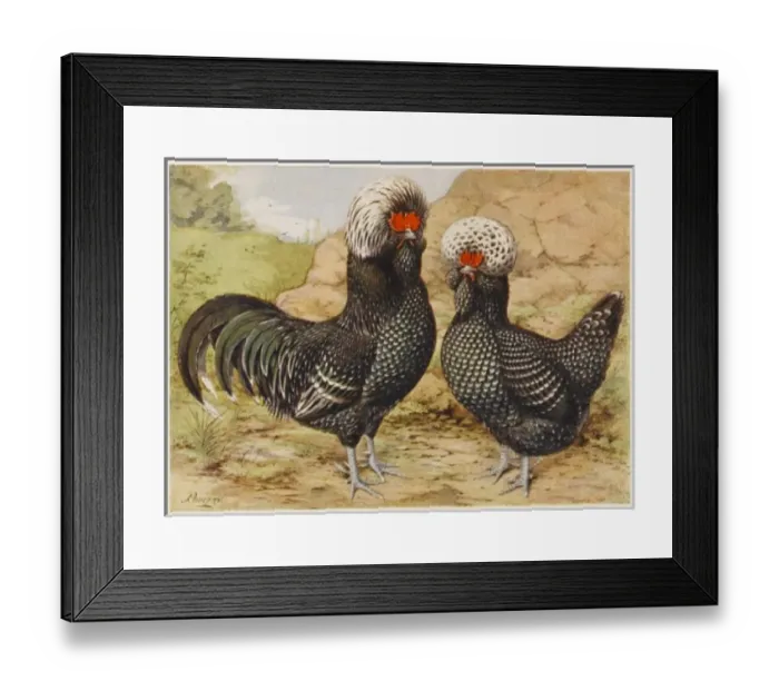 Framed Print : Houdan Cock & Hen Framed Print : Houdan Cock & Hen