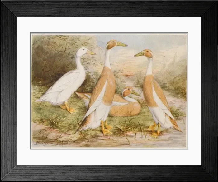 Framed Print : Runner Egg Ducks Framed Print : Runner Egg Ducks