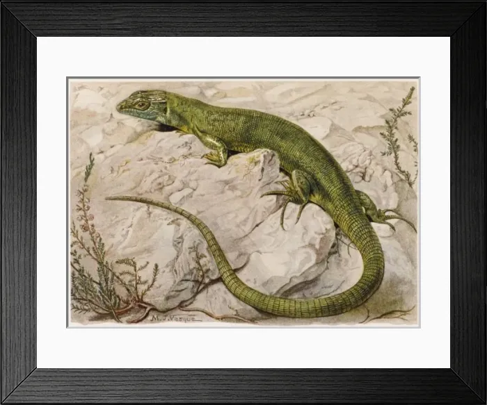 Framed Print : European Green Lizard