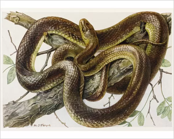 Grass Snake Aesculapius