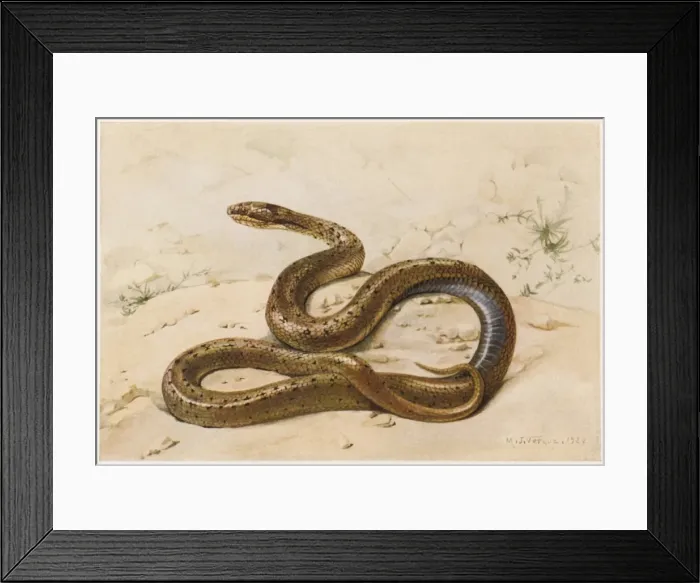 Framed Print : Grass Snake Lissom Framed Print : Grass Snake Lissom