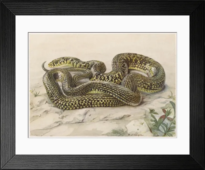 Framed Print : Grass Snake G and Y Framed Print : Grass Snake G and Y