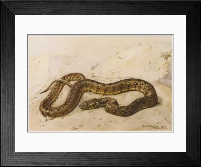 Framed Print : Viperine Grass Snake Framed Print : Viperine Grass Snake