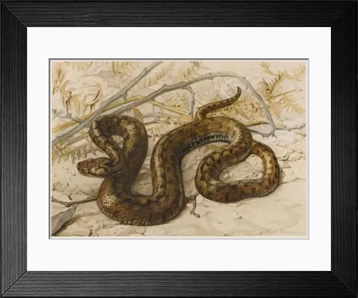 Framed Print : European Viper Framed Print : European Viper