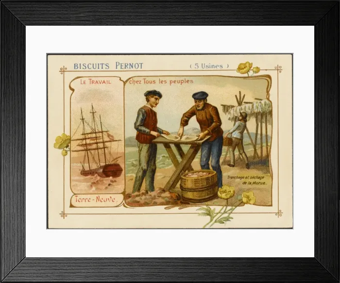 Framed Print : Newfoundland Cod Framed Print : Newfoundland Cod