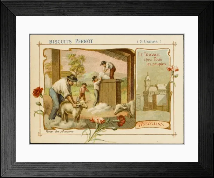 Framed Print : Australian Sheep Framed Print : Australian Sheep