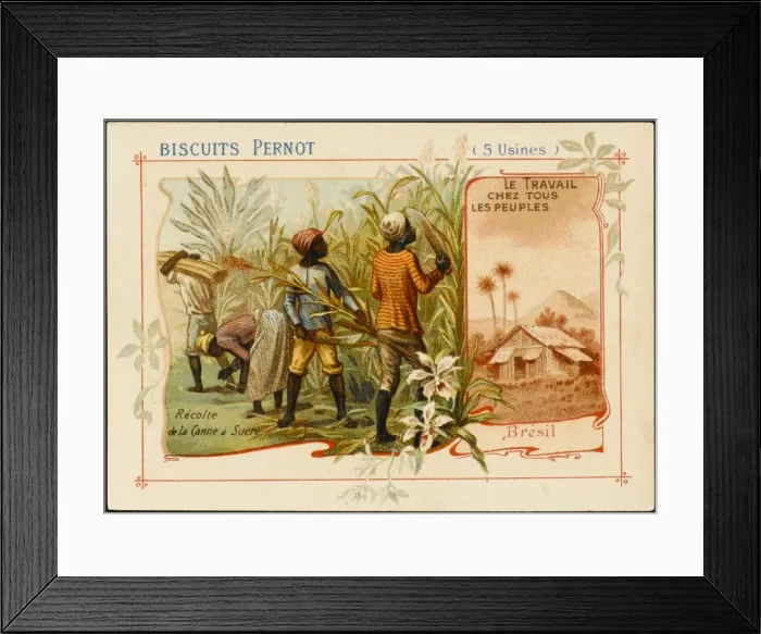 Framed Print : Brazil - Sugar Cane Framed Print : Brazil - Sugar Cane