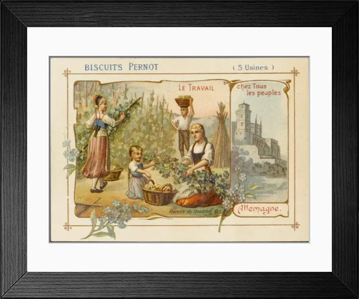 Framed Print : Germany - Gathering Hops Framed Print : Germany - Gathering Hops