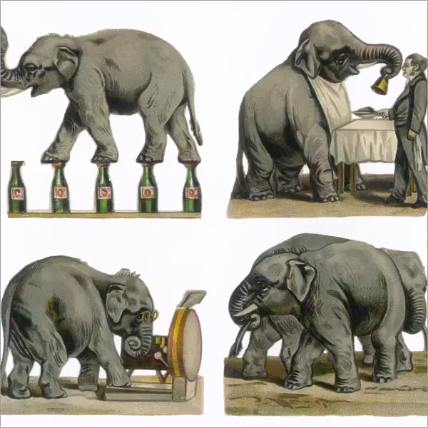 Performing Elephants