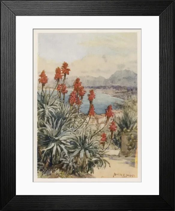 Framed Print : Liliaceae Aloinae (Aloe) Framed Print : Liliaceae Aloinae (Aloe)