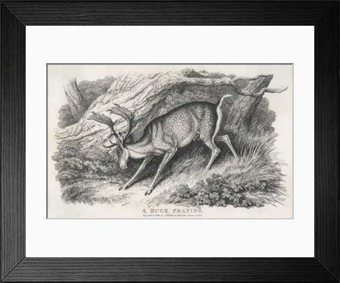 Framed Print : Buck Fraying Antlers Framed Print : Buck Fraying Antlers
