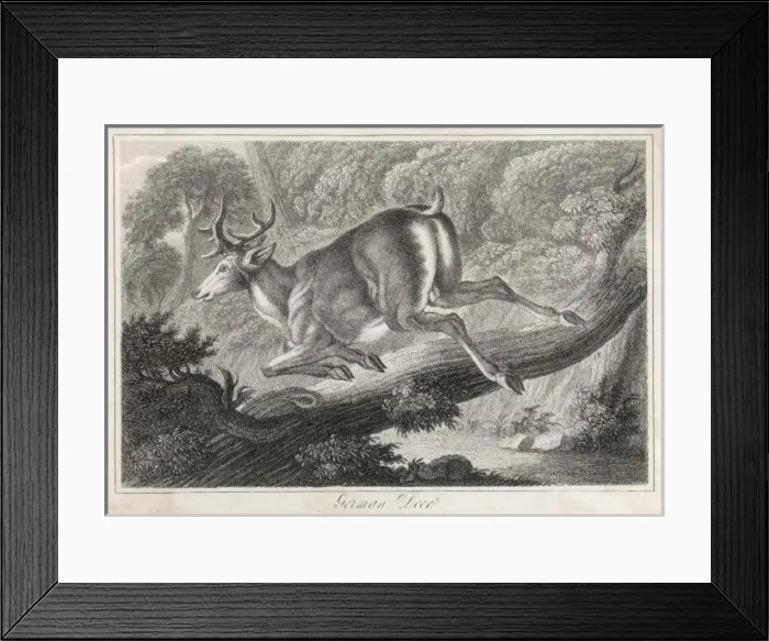 Framed Print : German Deer Leaping Framed Print : German Deer Leaping