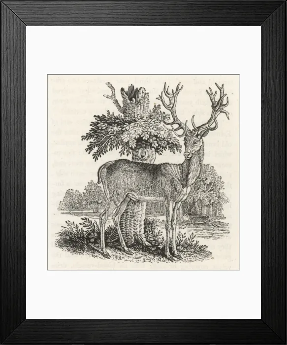 Framed Print : Red Deer (Bewick) Framed Print : Red Deer (Bewick)