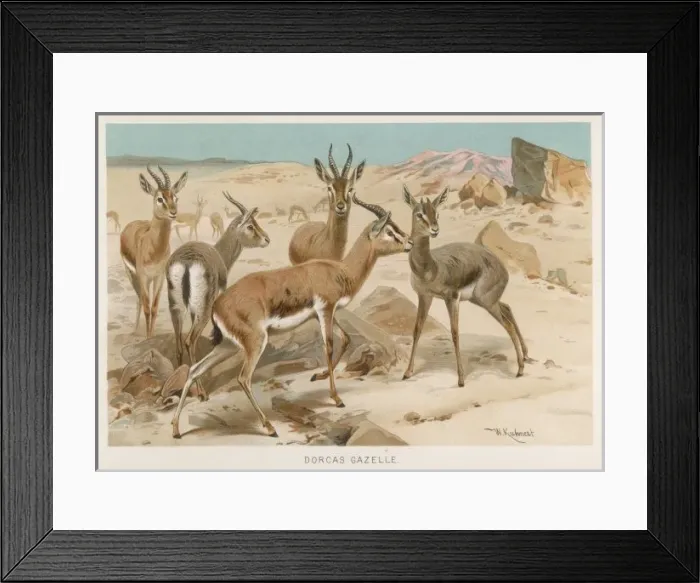 Framed Print : Dorcas Gazelles Framed Print : Dorcas Gazelles