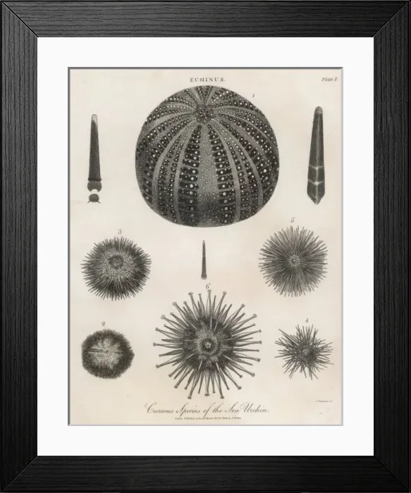 Framed Print : Sea Urchins 1803 Framed Print : Sea Urchins 1803