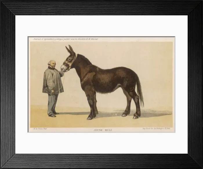 Framed Print : French Mule 1865 Framed Print : French Mule 1865